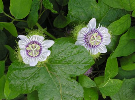 Passiflora foetida .
